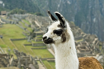 A llama (Lama Glama) in front of the Machu Pic...