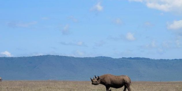 6 Tips to remember on a Tanzanian Safari